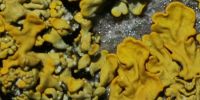 Xanthoria calcicola